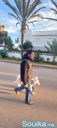 Dog walker à Casablanca et rabat