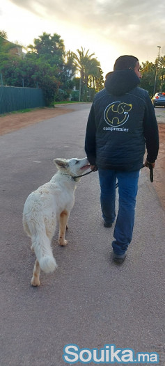 Dog walker à Casablanca et rabat