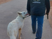 Dog walker à Casablanca et rabat