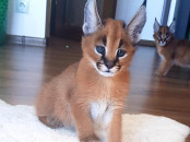 chaton Servalcaracalsavannah