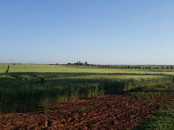 A vendre a 22 kms d'El Jadida un terrain agricole