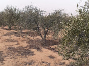 Vente de terrain agricole 9 Hectares