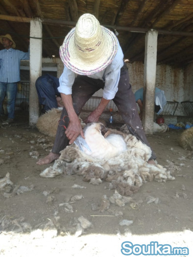 MOUTONS D'EXCEPTION POUR L'AÏD encouragez vos