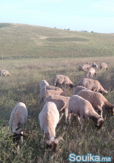 MOUTONS D'EXCEPTION POUR L'AÏD encouragez vos