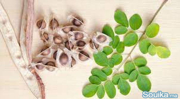 graine moringa naturab7