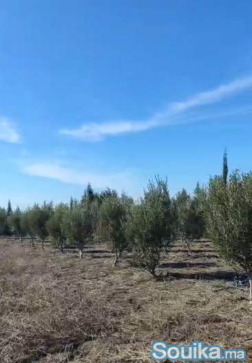 فيرما 1 هكتار للبيع قرب جمعة فضالات