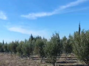 فيرما 1 هكتار للبيع قرب جمعة فضالات