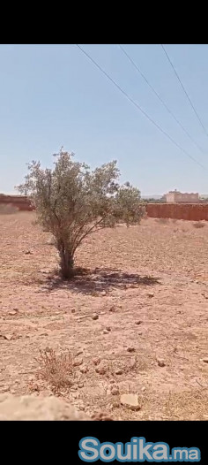 TERRAIN TITRÉ À VENDRE A ESSAOUIRA