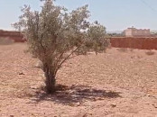 TERRAIN TITRÉ À VENDRE A ESSAOUIRA