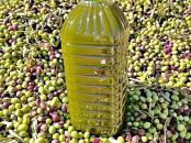 زيت الزيتون البلدية الأصلية ديال العطاوية