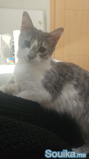 Adoption chat vacciné