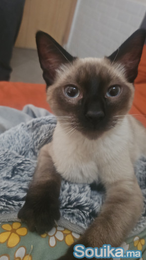 Adoption chat vacciné