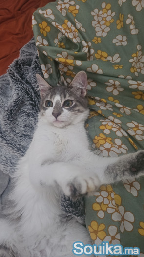 Adoption chat vacciné