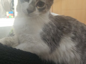 Adoption chat vacciné