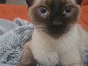 Adoption chat vacciné