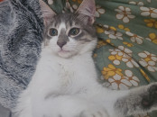 Adoption chat vacciné