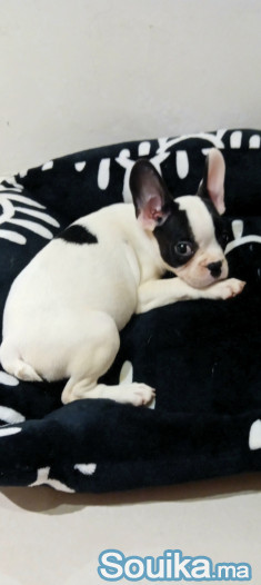 Chiot bouledogue français