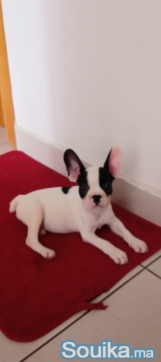 Chiot bouledogue français