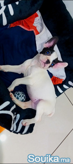 Chiot bouledogue français