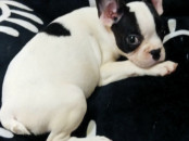 Chiot bouledogue français