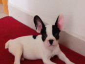 Chiot bouledogue français
