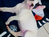 Chiot bouledogue français
